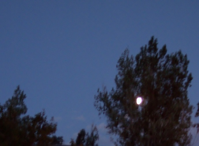 Moon in the Trees