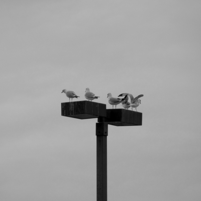 Sea Gull Storm Chasers